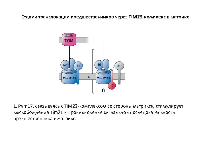 Стадии транслокации предшественников через TIM 23 -комплекс в матрикс 1. Pam 17, связываясь с