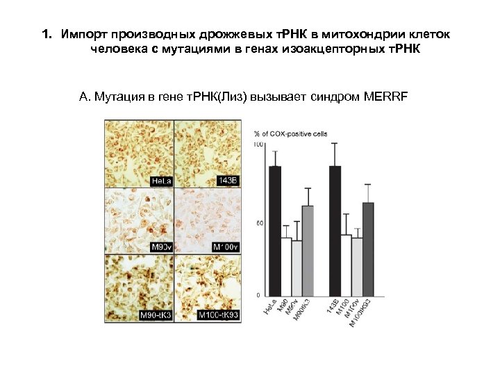 1. Импорт производных дрожжевых т. РНК в митохондрии клеток человека с мутациями в генах