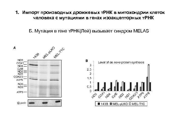 1. Импорт производных дрожжевых т. РНК в митохондрии клеток человека с мутациями в генах