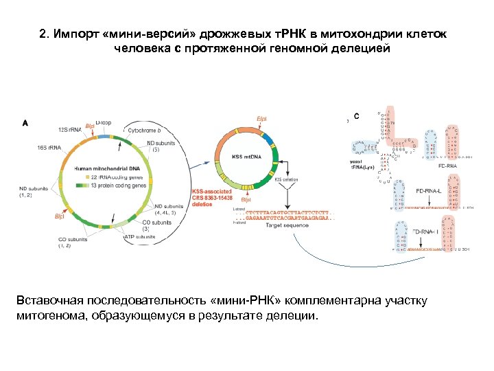 2. Импорт «мини-версий» дрожжевых т. РНК в митохондрии клеток человека с протяженной геномной делецией