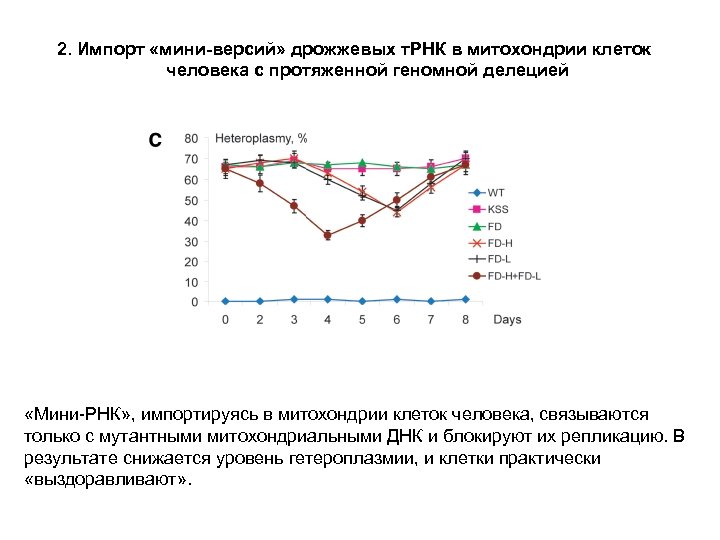 2. Импорт «мини-версий» дрожжевых т. РНК в митохондрии клеток человека с протяженной геномной делецией