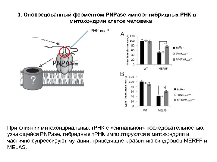 3. Опосредованный ферментом PNPase импорт гибридных РНК в митохондрии клеток человека РНКаза Р При
