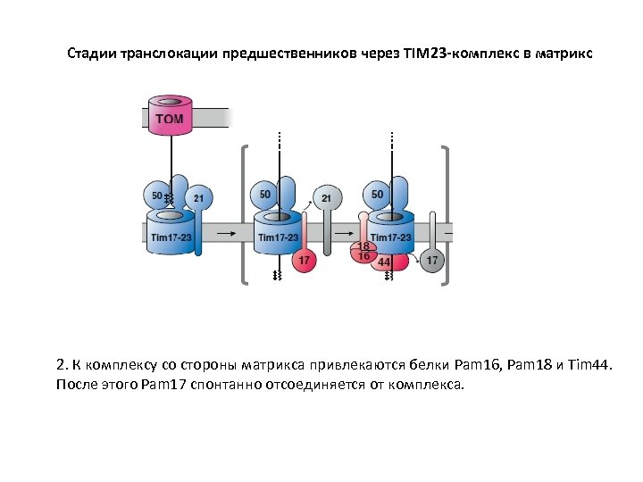 Стадии транслокации предшественников через TIM 23 -комплекс в матрикс 2. К комплексу со стороны