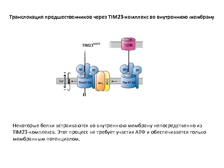 Транслокация предшественников через TIM 23 -комплекс во внутреннюю мембрану Некоторые белки встраиваются во внутреннюю