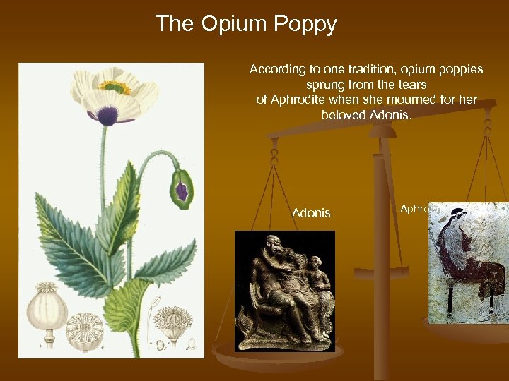 The Opium Poppy According to one tradition, opium poppies sprung from the tears of