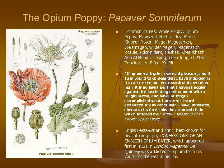 The Opium Poppy: Papaver Somniferum n n Common names: White Poppy, Opium Poppy, Mawseed,