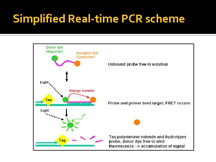 Simplified Real-time PCR scheme 