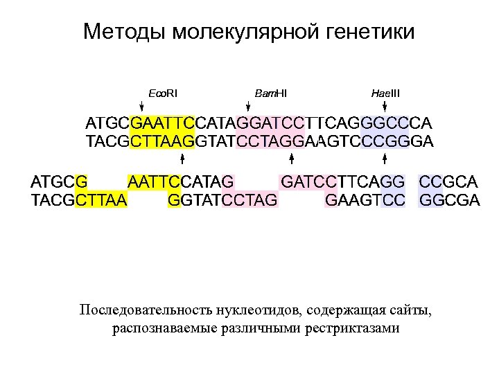Методы молекулярной генетики Последовательность нуклеотидов, содержащая сайты, распознаваемые различными рестриктазами 