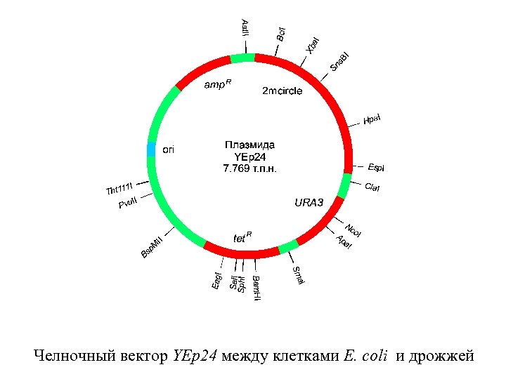 Векторы плазмиды. Челночные плазмиды. Челночные векторы. Плазмиды векторы. Плазмида генная инженерия.
