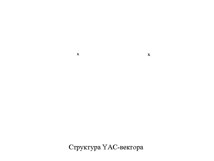 х Структура YAC-вектора х 