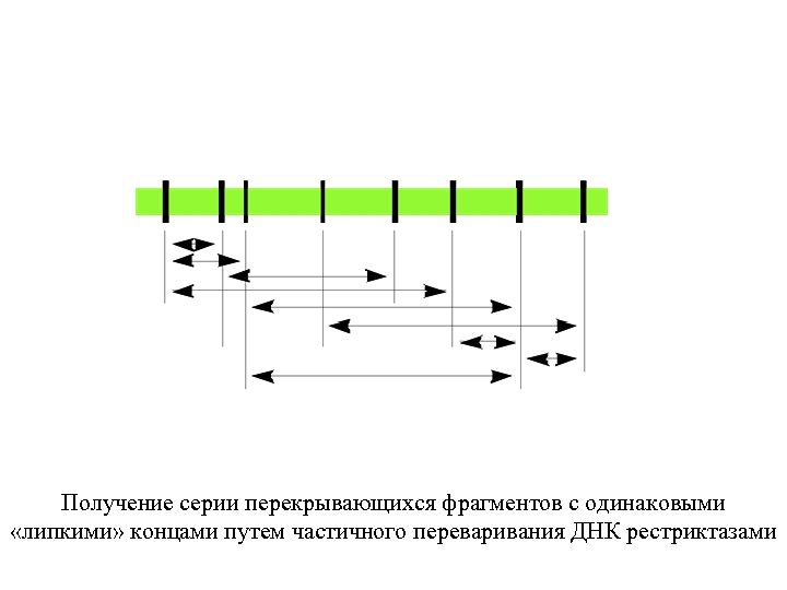 Получение серии перекрывающихся фрагментов с одинаковыми «липкими» концами путем частичного переваривания ДНК рестриктазами 