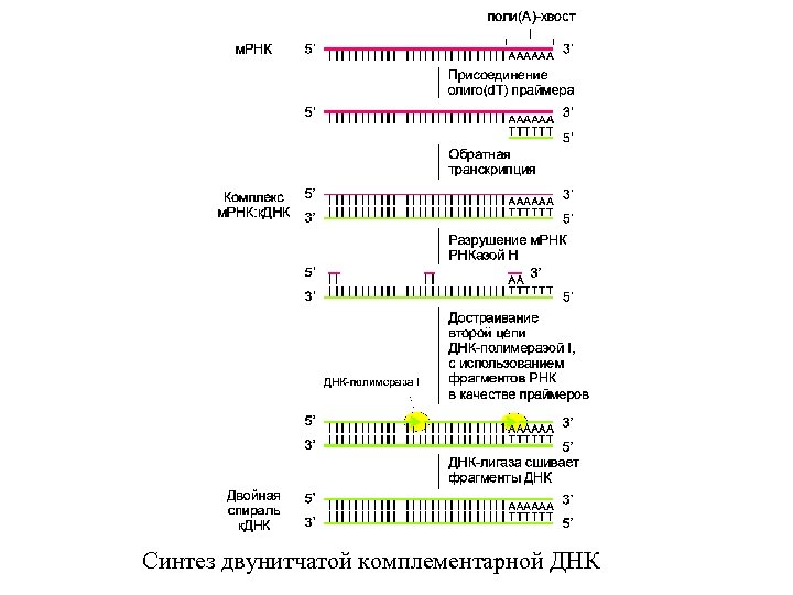 Синтез двунитчатой комплементарной ДНК 
