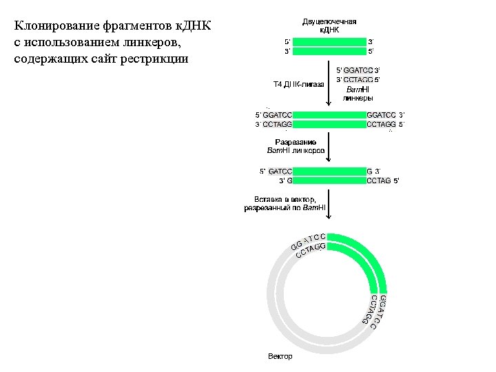 Клонирование фрагментов к. ДНК с использованием линкеров, содержащих сайт рестрикции 