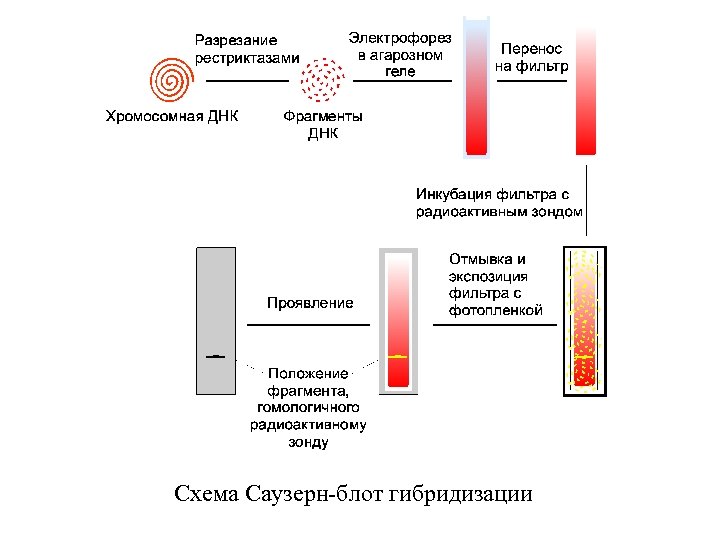 Схема Саузерн-блот гибридизации 