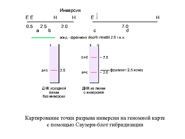Картирование точки разрыва инверсии на геномной карте с помощью Саузерн-блот гибридизации 