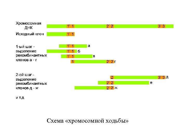 Схема «хромосомной ходьбы» 