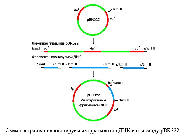 Схема встраивания клонируемых фрагментов ДНК в плазмиду p. BR 322 