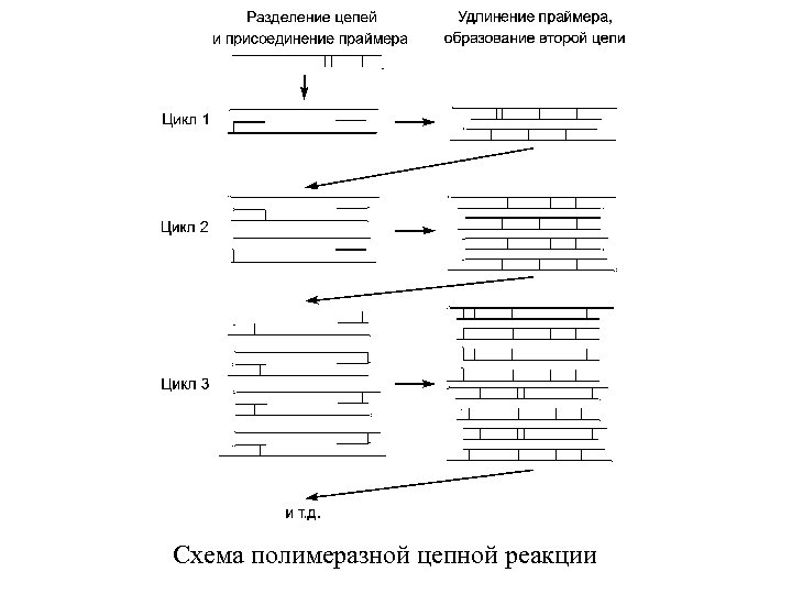 Схема полимеразной цепной реакции 