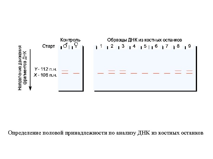 Определение половой принадлежности по анализу ДНК из костных останков 