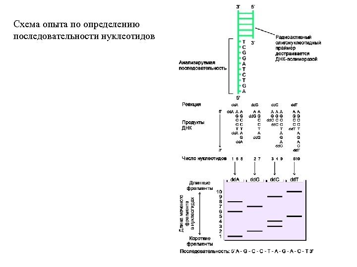 Схема опыта по определению последовательности нуклеотидов 