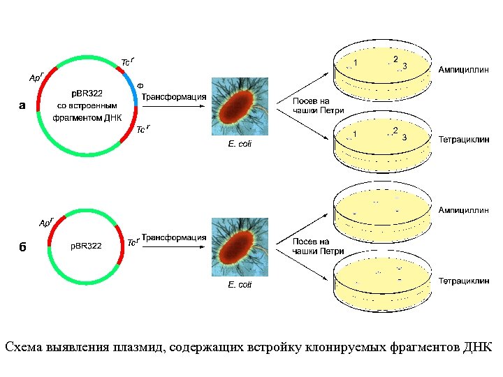 Схема выявления плазмид, содержащих встройку клонируемых фрагментов ДНК 