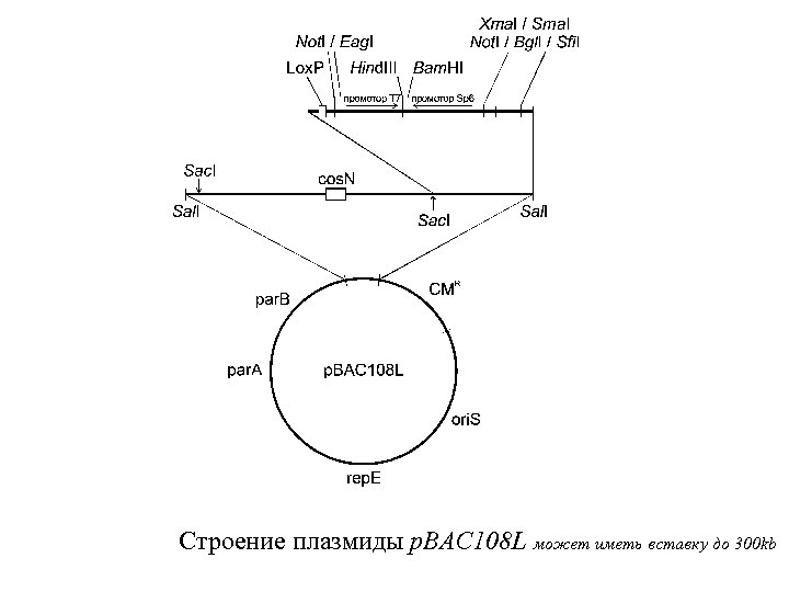 Строение плазмиды p. BAC 108 L может иметь вставку до 300 kb 