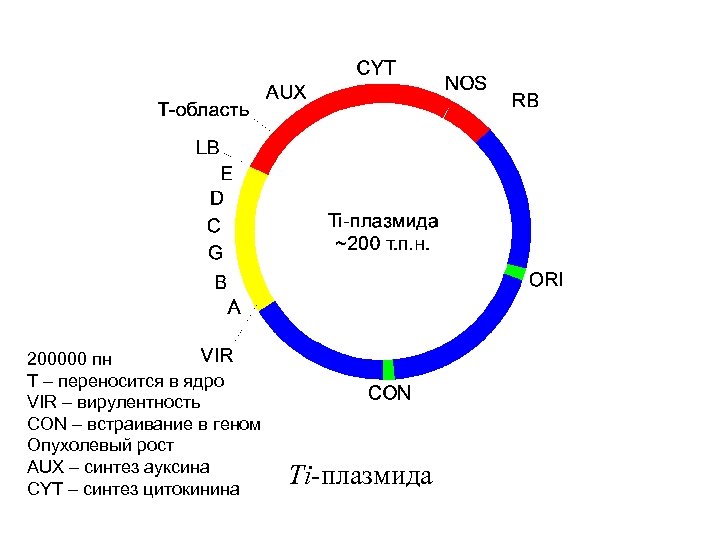200000 пн Т – переносится в ядро VIR – вирулентность CON – встраивание в