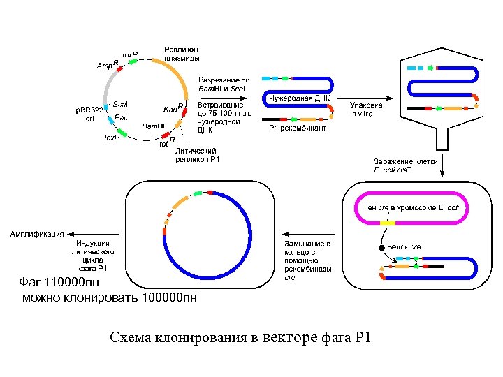Клонирование плазмиды