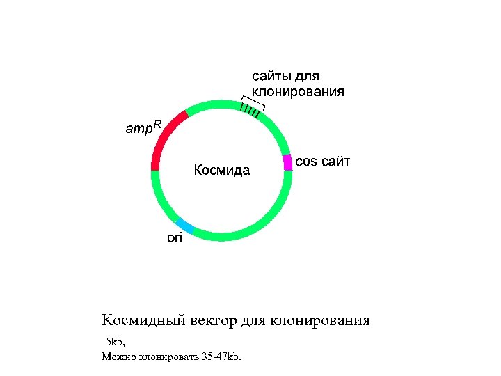 Космидный вектор для клонирования 5 kb, Можно клонировать 35 -47 kb. 