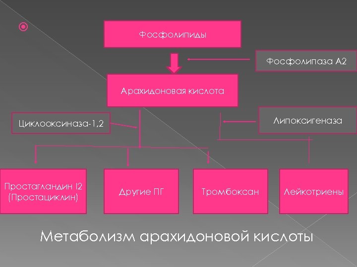  Фосфолипиды Фосфолипаза А 2 Арахидоновая кислота Липоксигеназа Циклооксиназа-1, 2 Простагландин I 2 (Простациклин)