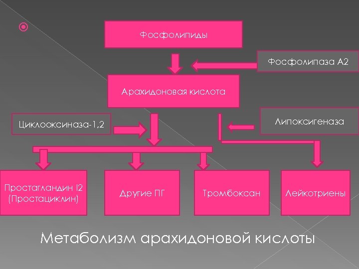  Фосфолипиды Фосфолипаза А 2 Арахидоновая кислота Липоксигеназа Циклооксиназа-1, 2 Простагландин I 2 (Простациклин)