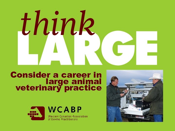 Consider a career in large animal veterinary practice 