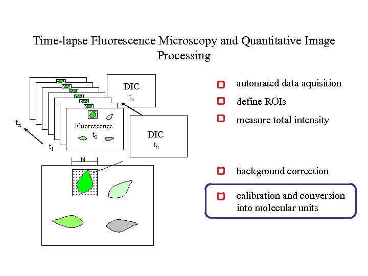 Time-lapse Fluorescence Microscopy and Quantitative Image Processing automated data aquisition DIC tn tn Fluorescence