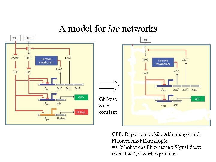 A model for lac networks Glukose conc. constant GFP: Reportermolekül, Abbildung durch Fluoreszenz-Mikroskopie =>