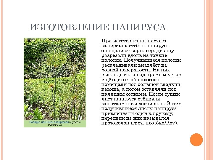 ИЗГОТОВЛЕНИЕ ПАПИРУСА При изготовлении писчего материала стебли папируса очищали от коры, сердцевину разрезали вдоль