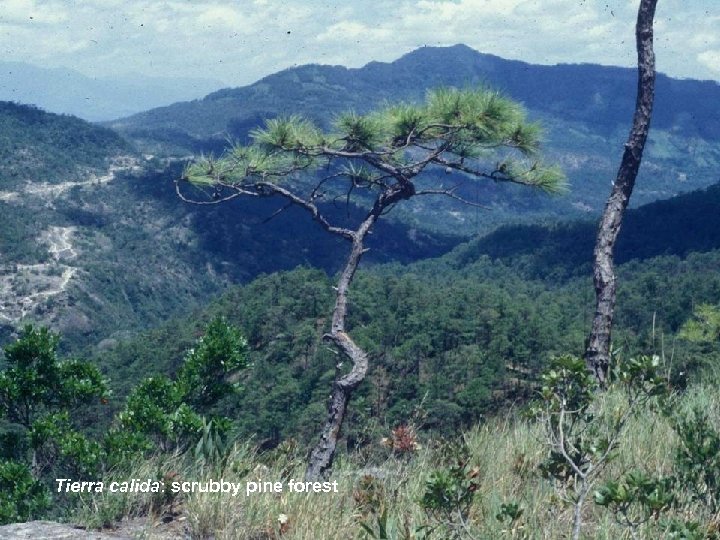 Tierra calida: scrubby pine forest 
