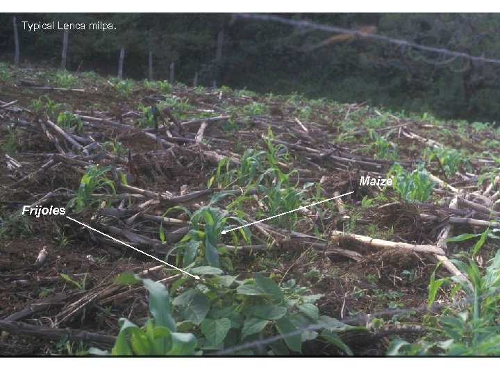 Typical Lenca milpa. Maize Frijoles 
