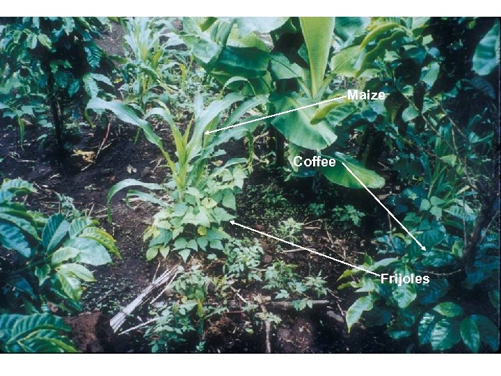 Maize Coffee Frijoles 