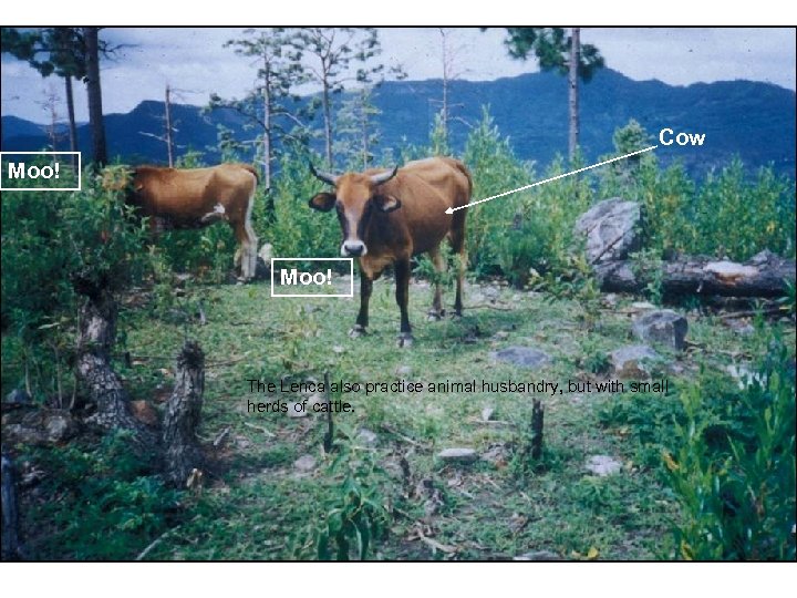 Cow Moo! The Lenca also practice animal husbandry, but with small herds of cattle.