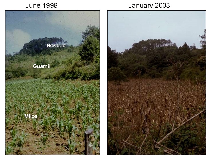 June 1998 Bosque Guamil Milpa January 2003 