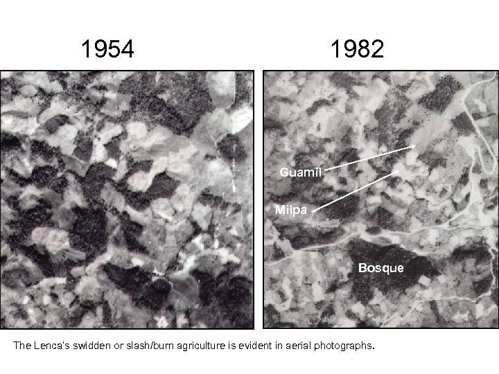 1954 1982 Guamil Milpa Bosque The Lenca’s swidden or slash/burn agriculture is evident in