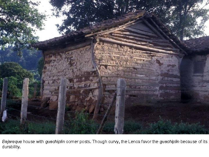 Bajareque house with guachiplin corner posts. Though curvy, the Lenca favor the guachiplin because