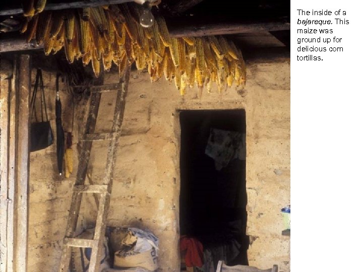 The inside of a bajareque. This maize was ground up for delicious corn tortillas.