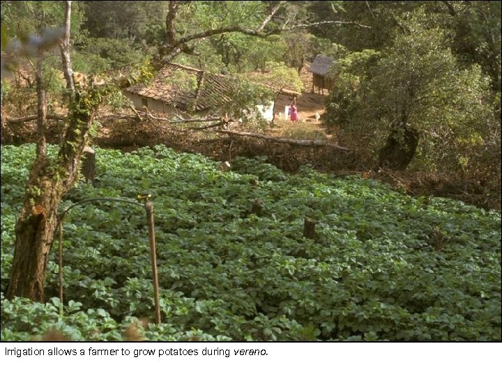 Irrigation allows a farmer to grow potatoes during verano. 