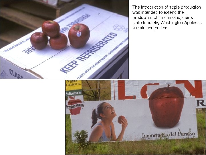 The introduction of apple production was intended to extend the production of land in