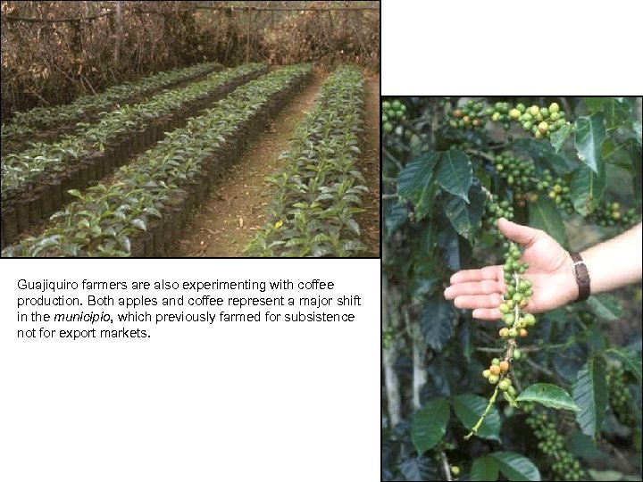 Guajiquiro farmers are also experimenting with coffee production. Both apples and coffee represent a