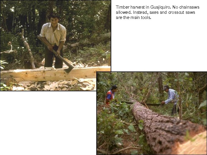 Timber harvest in Guajiquiro. No chainsaws allowed. Instead, axes and crosscut saws are the