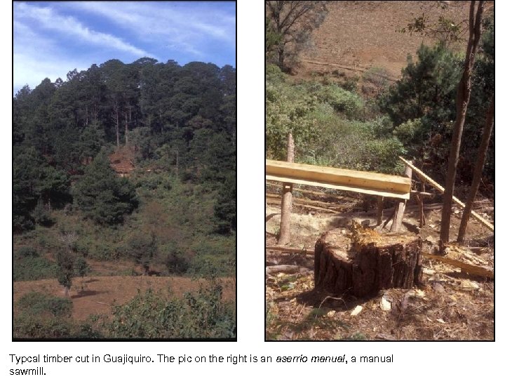 Typcal timber cut in Guajiquiro. The pic on the right is an aserrio manual,