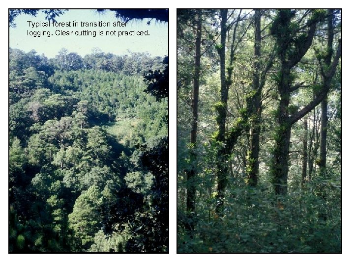 Typical forest in transition after logging. Clear cutting is not practiced. 