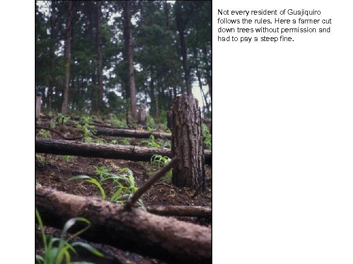 Not every resident of Guajiquiro follows the rules. Here a farmer cut down trees